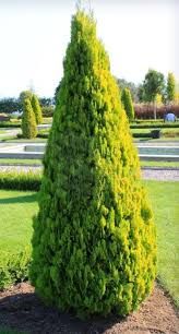 Thuja orientalis 'Pyramidalis Aurea' - Oszlopos arany tuja K2