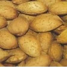 Tétényi kedvenc mandula, szabadgyökeres oltvány