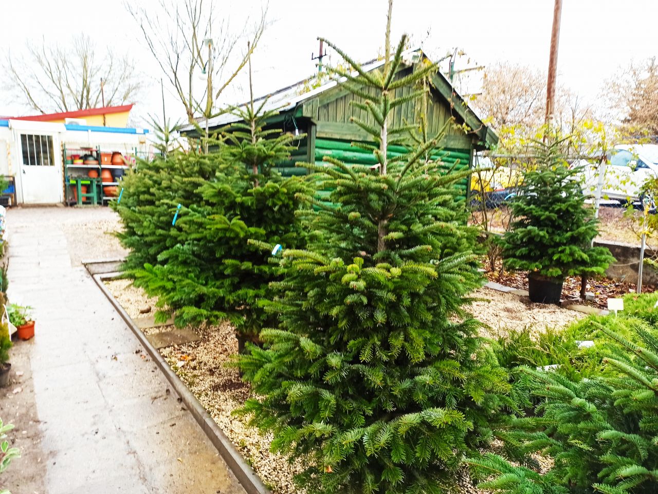 Abies nordmanniana - Nordmann, kaukázusi jegenyefenyő 200-225 cm 