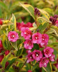 Weigela 'Brigela' - Rózsalonc Weigela 'Brigela' - Rózsalonc