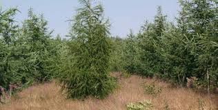 Larix decidua - Európai vörösfenyő