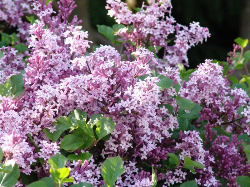 Syringa meyeri 'Pallibin' - törpe orgona, Tm80