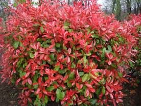 Photinia x fraseri 'Red Robin' - korallberkenye, 100/125 cm Photinia x fraseri 'Red Robin' - korallberkenye, 100/125 cm