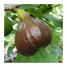 Ficus carica ‘Bornholm’ – fügefa