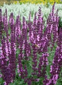 Salvia nemorosa ‘Sensation Compact Bright Rose’ – ligeti zsálya Salvia nemorosa ‘Sensation Compact Bright Rose’ – ligeti zsálya