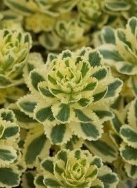 Sedum takesimense 'Atlantis' - koreai varjúháj Sedum takesimense 'Atlantis' - koreai varjúháj