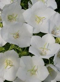 Campanula carpatica Carillon White' - kárpáti harangvirág