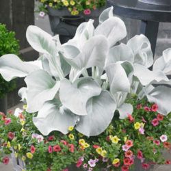 Senecio candicans 'Angel Wings' - aggófű Senecio candicans 'Angel Wings' - aggófű
