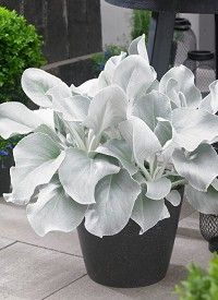 Senecio candicans 'Angel Wings' - aggófű Senecio candicans 'Angel Wings' - aggófű