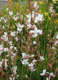 Gaura lindheimeri 'Nova' - évelő díszgyertya Gaura lindheimeri 'Nova' - évelő díszgyertya