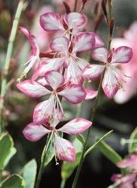 Gaura lindheimeri 'Freefolk Rosy' - évelő díszgyertya Gaura lindheimeri 'Freefolk Rosy' - évelő díszgyertya