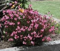 Gaura lindheimeri 'Gambit Rose' - évelő díszgyertya Gaura lindheimeri 'Gambit Rose' - évelő díszgyertya