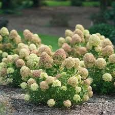 Hydrangea paniculata 'Kittle Lime' - Bugás hortenzia K4 Hydrangea paniculata 'Kittle Lime' - Bugás hortenzia K4