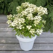Hydrangea paniculata 'Polestar' -Bugás hortenzia