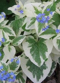 Brunnera macrophylla 'Variegata' - Kaukázusi-nefelejcs, kék 