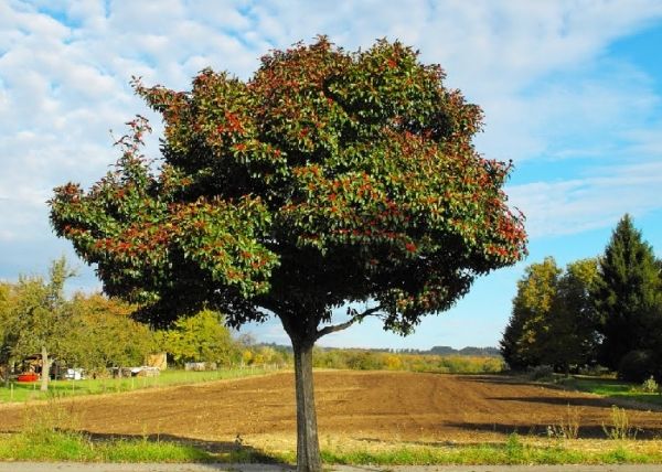 Crataegus lavallei 'Carrierei' - Fényes levelű galagonya