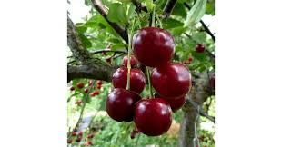 Schattenmorelle törpe növekedésű meggy, szabadgyökeres oltvány 