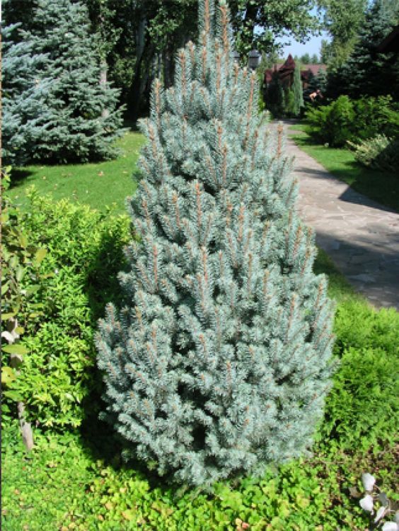 Picea pungens 'Iseli Fastigiata', - Oszlopos ezüstfenyő 100-125 cm