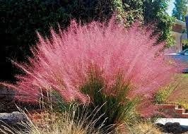 Muhlenbergia capillaris - Vattacukorfű /Texasfű