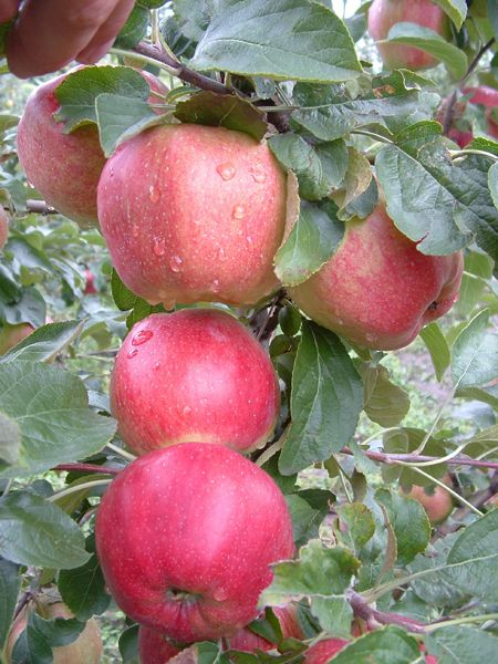 Mollis Delicious nyári alma, K6, 2 éves Mollis Delicious nyári alma, K6, 2 éves