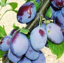 Cacanska rodna szilva, szabaddgyökeres oltvány