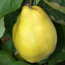 Cydora robusta birs, szabdgyökeres oltvány Cydora robusta birs, szabdgyökeres oltvány