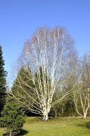 Betula utilis 'Doorenbos'- Himalájai nyír K70 Betula utilis 'Doorenbos'- Himalájai nyír K70