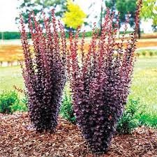 Berberis th. 'Chocolate Summer' - Borbolya