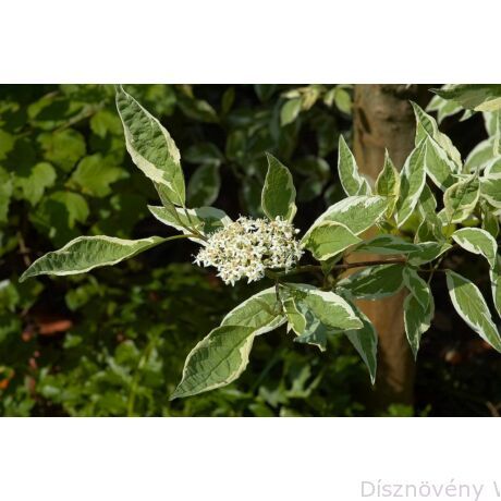 Cornus alba 'Elegantissima' - Fehértarka fehér som