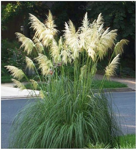 Cortaderia selloana 'White Feather' - pampafű