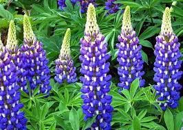 Lupinus 'The Governor' - Csillagfürt, kék Lupinus 'The Governor' - Csillagfürt, kék