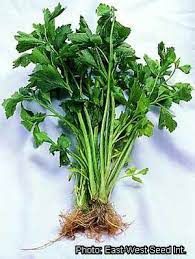 Gumós Zeller - Apium graveolens