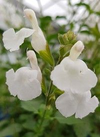 Salvia microphylla 'Gletsjer' - őszi zsálya