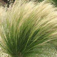 Stipa tenuissima 'Pony Tails'- Mexikói árvalányhaj