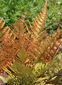 Dryopteris filix-mas - Erdei pajzsika