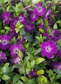 Vinca minor ‘Atropurpurea’ – kis meténg Vinca minor ‘Atropurpurea’ – kis meténg