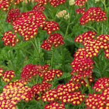 Achillea millefolium 'Milly Rock Red' - cickafark Achillea millefolium 'Milly Rock Red' - cickafark