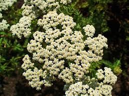 Achillea nobilis - cickafark Achillea nobilis - cickafark