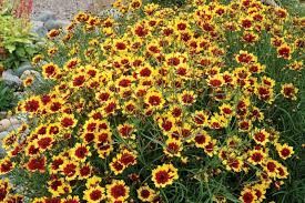 Coreopsis 'Bengal Tiger' - nagyvirágú menyecskeszem Coreopsis 'Bengal Tiger' - nagyvirágú menyecskeszem
