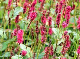 Persicaria amplexicaulis 'JS Calor' - szárölelő keserűfű Persicaria amplexicaulis 'JS Calor' - szárölelő keserűfű