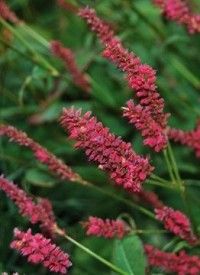 Persicaria amplexicaulis 'Dark Red' - szárölelő keserűfű Persicaria amplexicaulis 'Dark Red' - szárölelő keserűfű