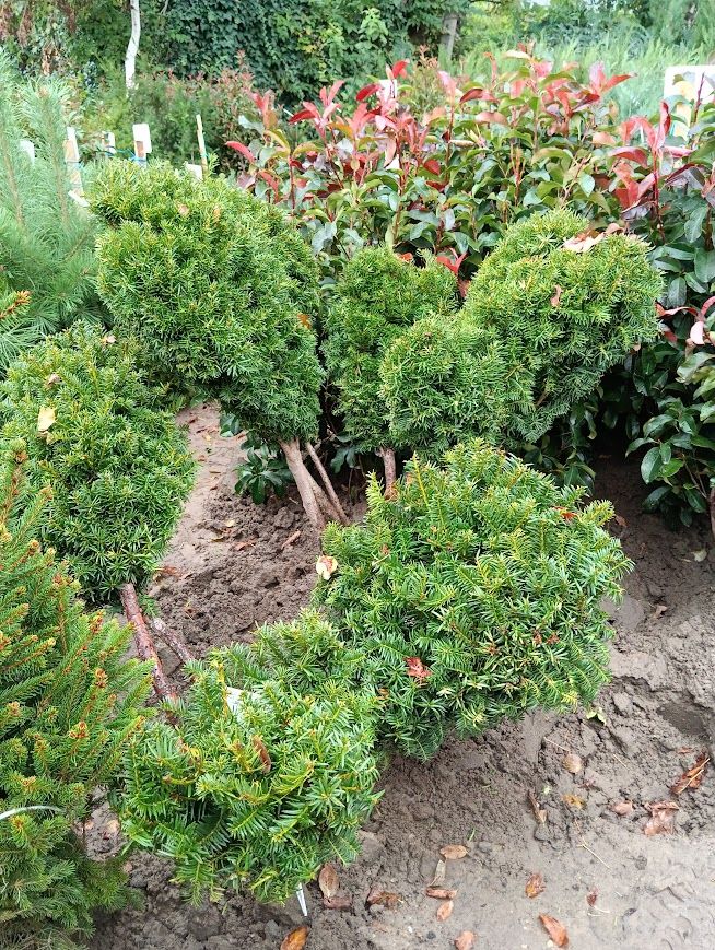 Taxus baccata 'Zöld' alakfa - Tiszafa 'Zöld' alakfa , fld., 100/125 cm