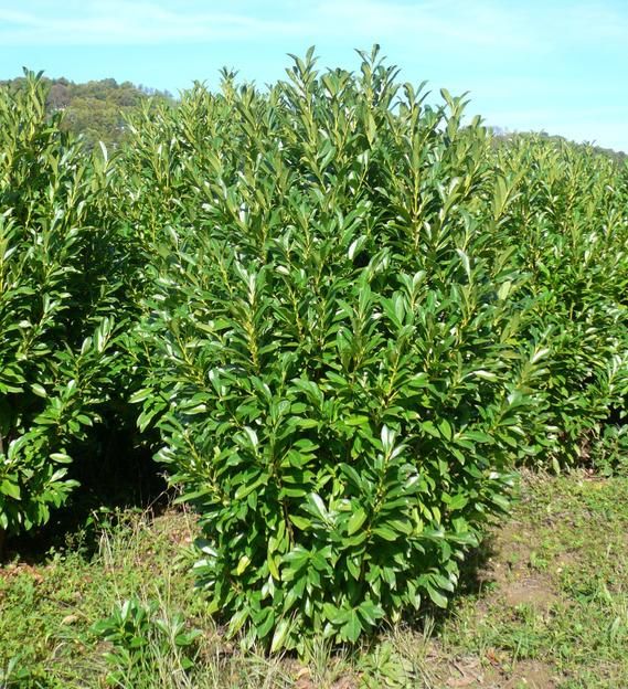 Prunus laurocerasus 'Fontanette' - Oszlopos babérmeggy, fld. 100/125 cm