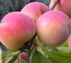 Incrocio Pieri fehérhúsú őszibarack, szabadgyökeres oltvány