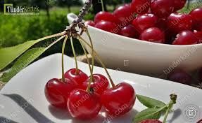 Kántorjánosi meggy, szabadgyökeres oltvány