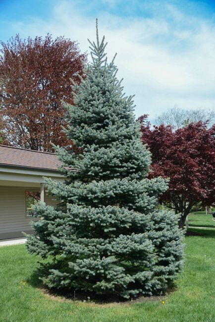 Picea pungens 'Super Blue Seedling ' - ezüstfenyő Picea pungens 'Super Blue Seedling ' - ezüstfenyő