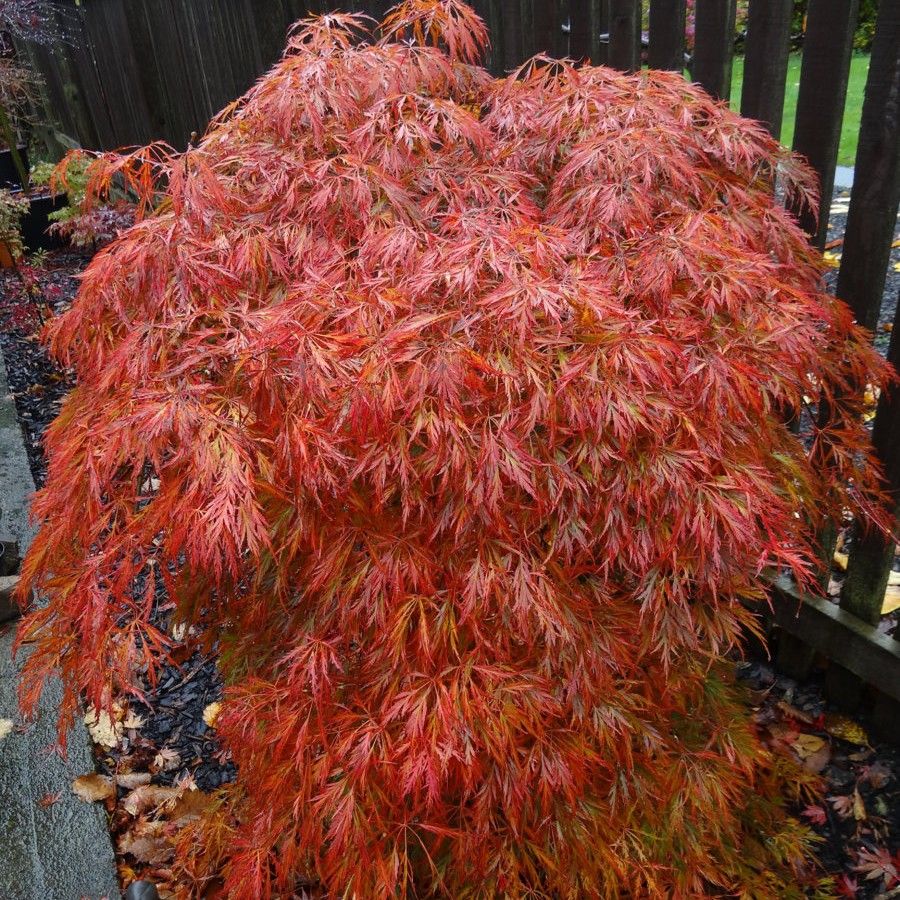 Acer palmatum ' Pendulum Julian' - Juhar japán, liláspiros levelű