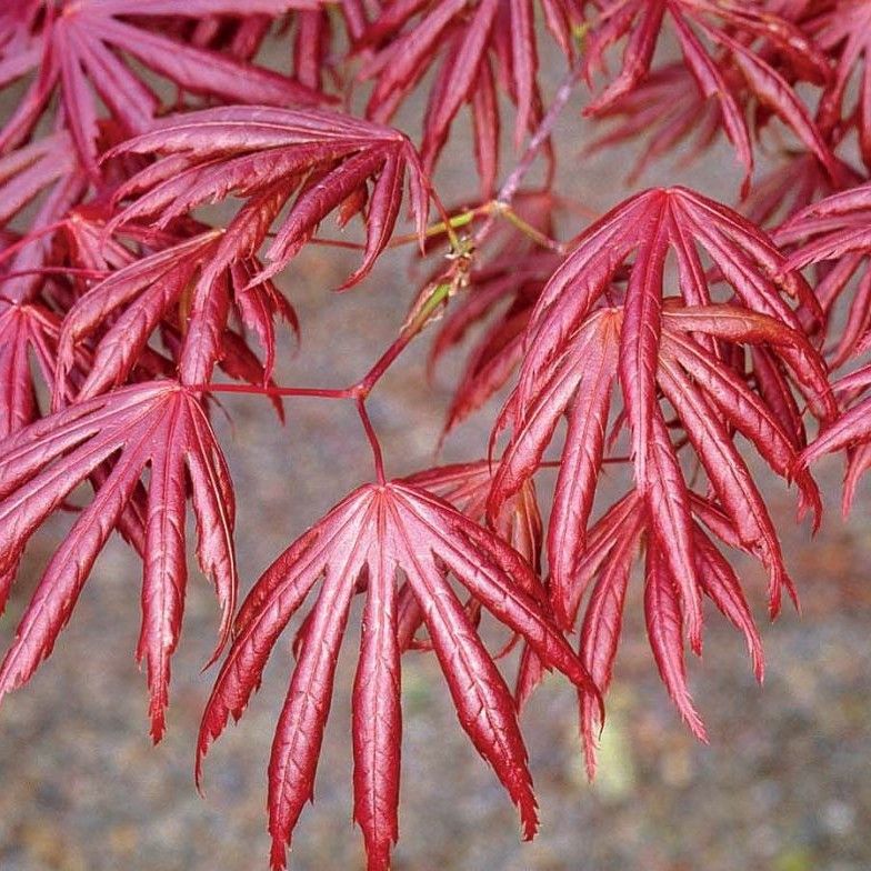  Acer palmatum 'Trompenburg' - Juhar japán, lilásvörös levelű