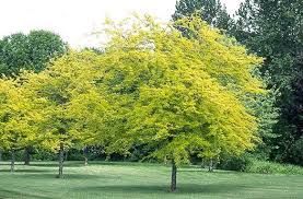 Gleditsia triacanthos 'Sunburst' - Sárga levelű lepényfa