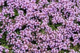 Thymus serpyllum - mezei kakukkfű Thymus serpyllum - mezei kakukkfű